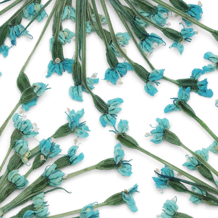 DRIED FLOWERS BLUE 5PCS - Image 2